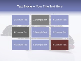 Sale Sell Gill PowerPoint Template