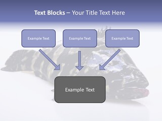 Sale Sell Gill PowerPoint Template