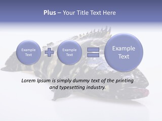 Sale Sell Gill PowerPoint Template