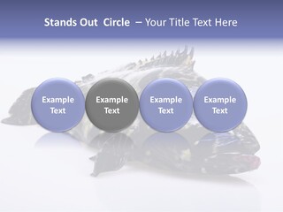 Sale Sell Gill PowerPoint Template