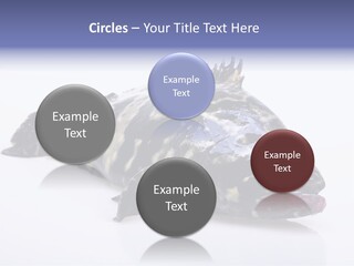 Sale Sell Gill PowerPoint Template