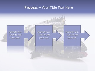 Sale Sell Gill PowerPoint Template