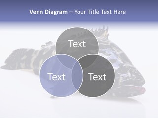 Sale Sell Gill PowerPoint Template