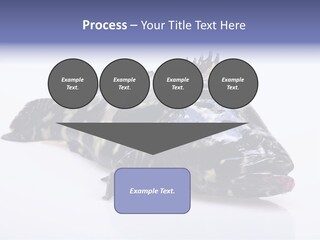 Sale Sell Gill PowerPoint Template