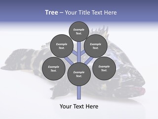 Sale Sell Gill PowerPoint Template