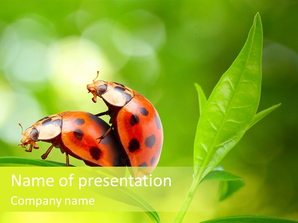 Two Ladybugs Sitting On Top Of A Green Leaf PowerPoint Template