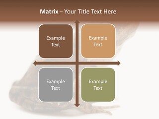 Rana Temporaria Wild Wild Animal PowerPoint Template
