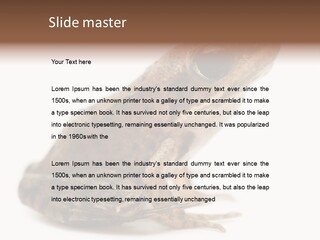 Rana Temporaria Wild Wild Animal PowerPoint Template