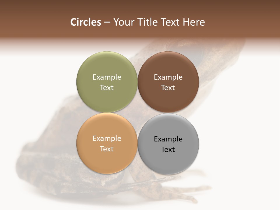 Rana Temporaria Wild Wild Animal PowerPoint Template