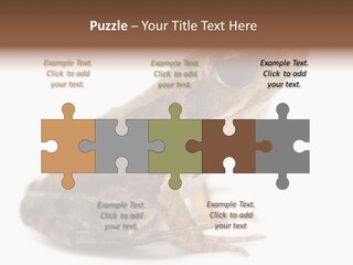 Rana Temporaria Wild Wild Animal PowerPoint Template