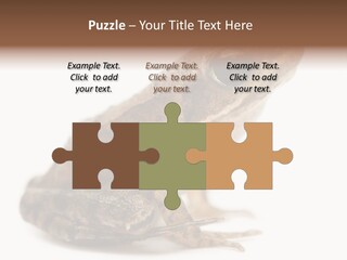 Rana Temporaria Wild Wild Animal PowerPoint Template