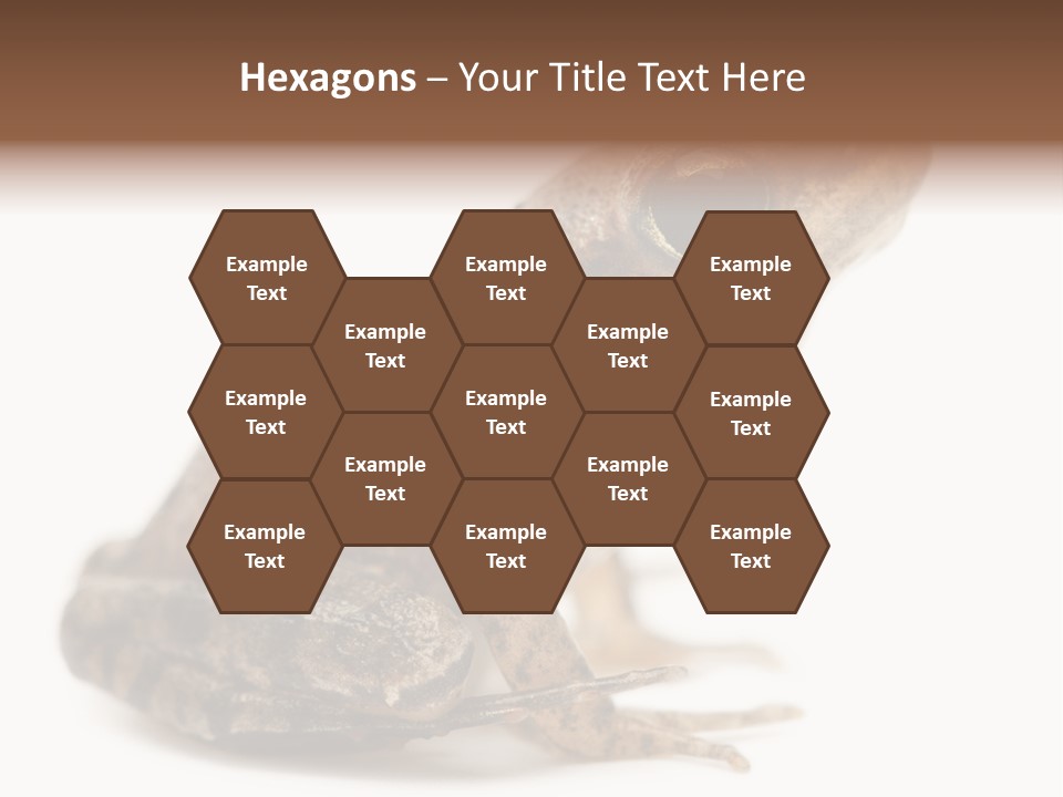 Rana Temporaria Wild Wild Animal PowerPoint Template