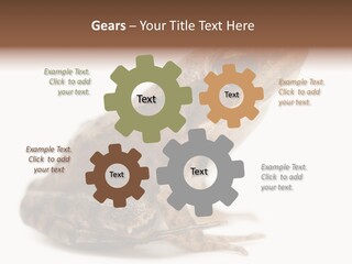 Rana Temporaria Wild Wild Animal PowerPoint Template