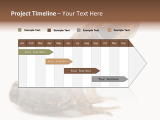 Rana Temporaria Wild Wild Animal PowerPoint Template