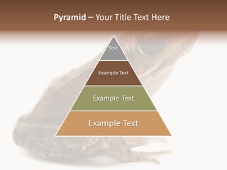 Rana Temporaria Wild Wild Animal PowerPoint Template