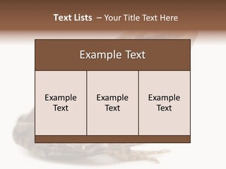 Rana Temporaria Wild Wild Animal PowerPoint Template