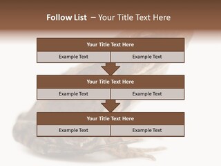 Rana Temporaria Wild Wild Animal PowerPoint Template