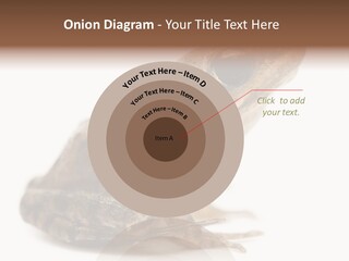 Rana Temporaria Wild Wild Animal PowerPoint Template