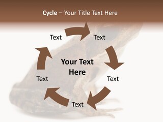 Rana Temporaria Wild Wild Animal PowerPoint Template