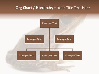 Rana Temporaria Wild Wild Animal PowerPoint Template