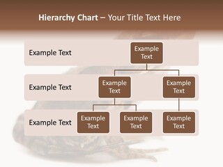 Rana Temporaria Wild Wild Animal PowerPoint Template