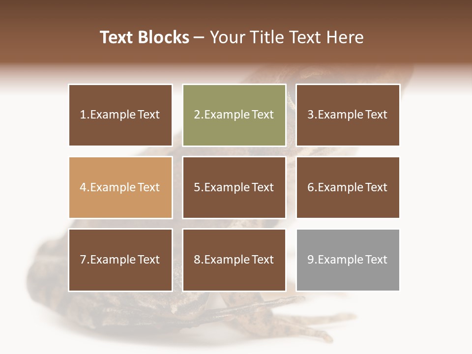 Rana Temporaria Wild Wild Animal PowerPoint Template