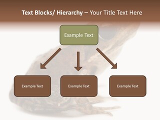 Rana Temporaria Wild Wild Animal PowerPoint Template