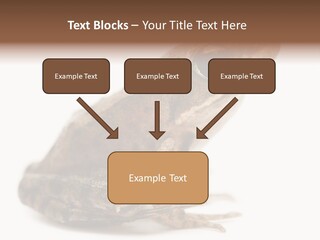 Rana Temporaria Wild Wild Animal PowerPoint Template