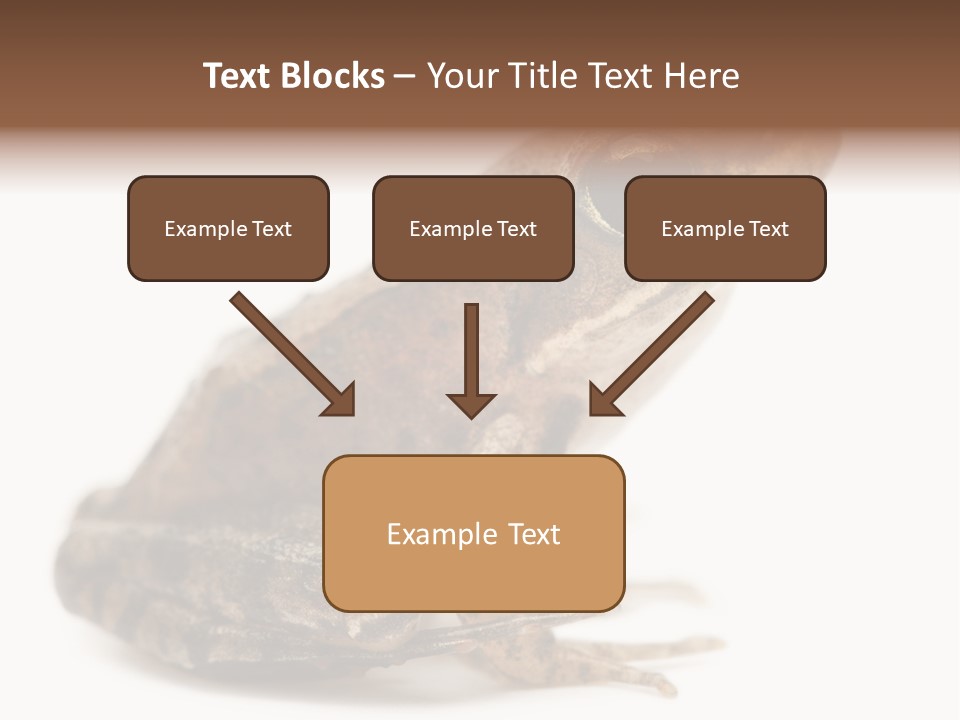 Rana Temporaria Wild Wild Animal PowerPoint Template