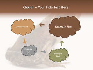 Rana Temporaria Wild Wild Animal PowerPoint Template