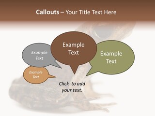 Rana Temporaria Wild Wild Animal PowerPoint Template