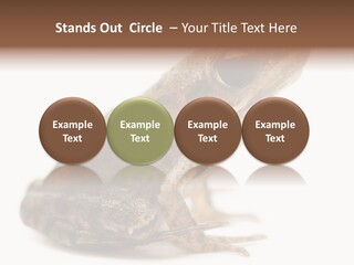 Rana Temporaria Wild Wild Animal PowerPoint Template