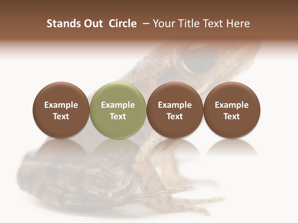 Rana Temporaria Wild Wild Animal PowerPoint Template