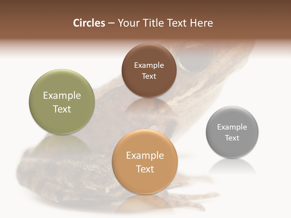 Rana Temporaria Wild Wild Animal PowerPoint Template