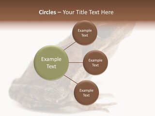 Rana Temporaria Wild Wild Animal PowerPoint Template
