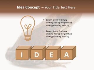 Rana Temporaria Wild Wild Animal PowerPoint Template