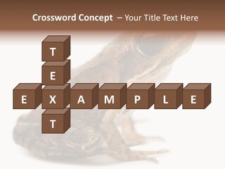 Rana Temporaria Wild Wild Animal PowerPoint Template