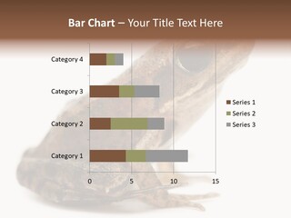 Rana Temporaria Wild Wild Animal PowerPoint Template