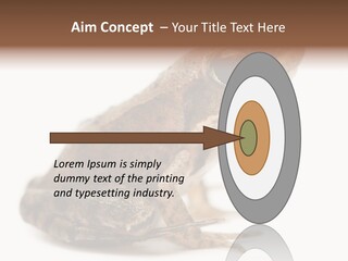 Rana Temporaria Wild Wild Animal PowerPoint Template