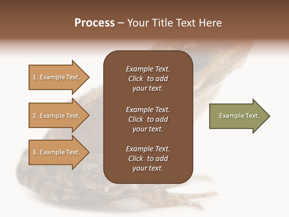Rana Temporaria Wild Wild Animal PowerPoint Template