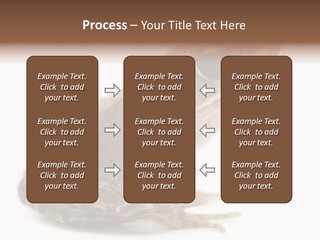 Rana Temporaria Wild Wild Animal PowerPoint Template