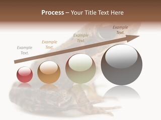 Rana Temporaria Wild Wild Animal PowerPoint Template