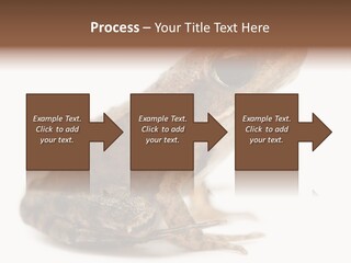 Rana Temporaria Wild Wild Animal PowerPoint Template
