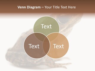 Rana Temporaria Wild Wild Animal PowerPoint Template