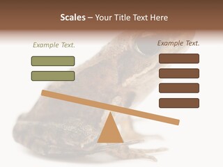 Rana Temporaria Wild Wild Animal PowerPoint Template
