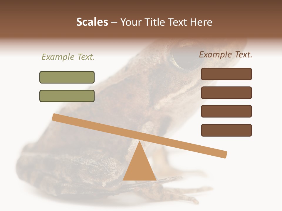 Rana Temporaria Wild Wild Animal PowerPoint Template