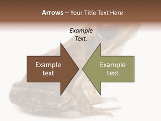 Rana Temporaria Wild Wild Animal PowerPoint Template