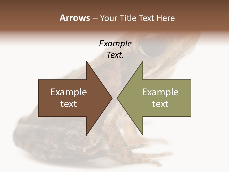 Rana Temporaria Wild Wild Animal PowerPoint Template