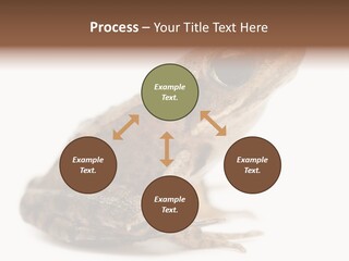 Rana Temporaria Wild Wild Animal PowerPoint Template