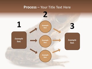 Rana Temporaria Wild Wild Animal PowerPoint Template